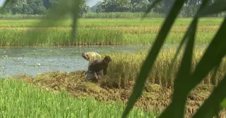 নাটোরে রোপা-আমন ধান কাটা-মাড়াই উৎসবে মেতেছেন কৃষক